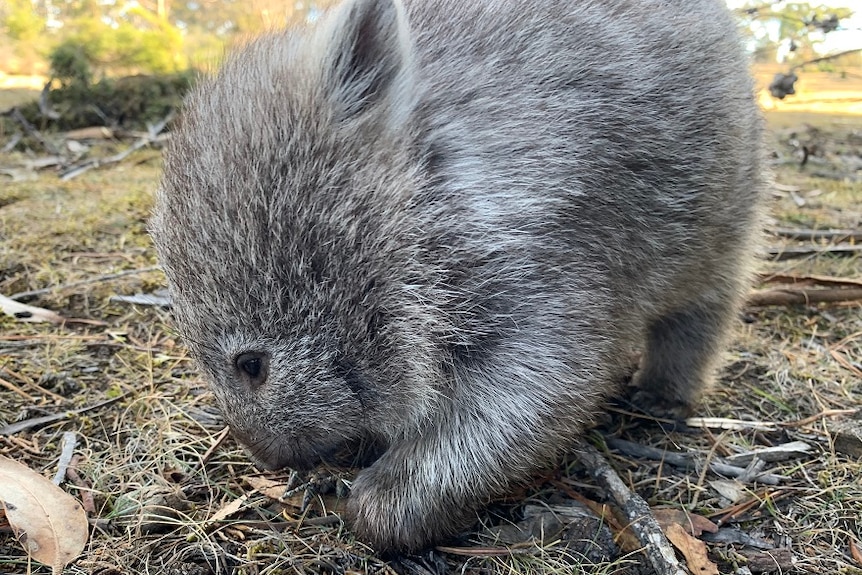 Photo of wombat foraging.