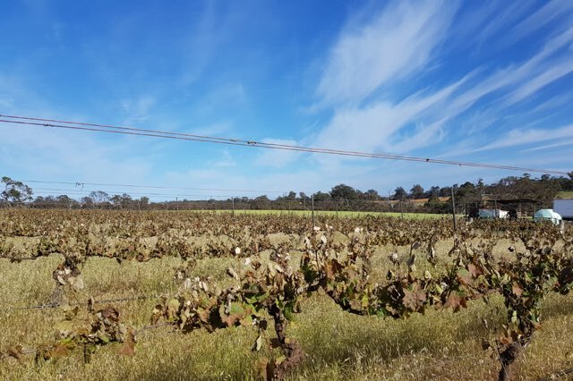 Frost-damaged grapevines
