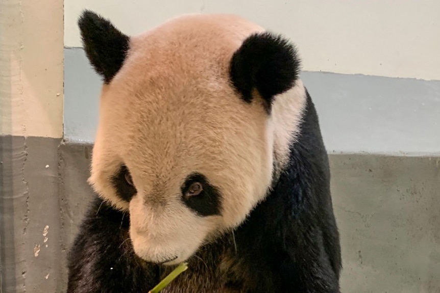 China sends panda experts to Taiwan to help treat sick animal - ABC News