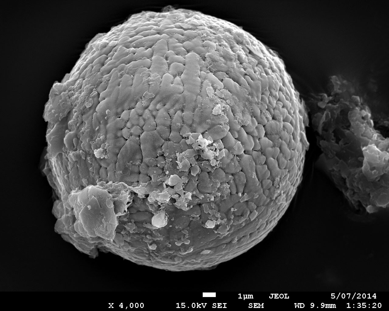 World's oldest fossil micrometeorites ever found contain hints of ...