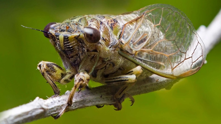 Very close up of a green cicada