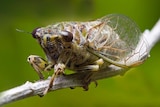Very close up of a green cicada