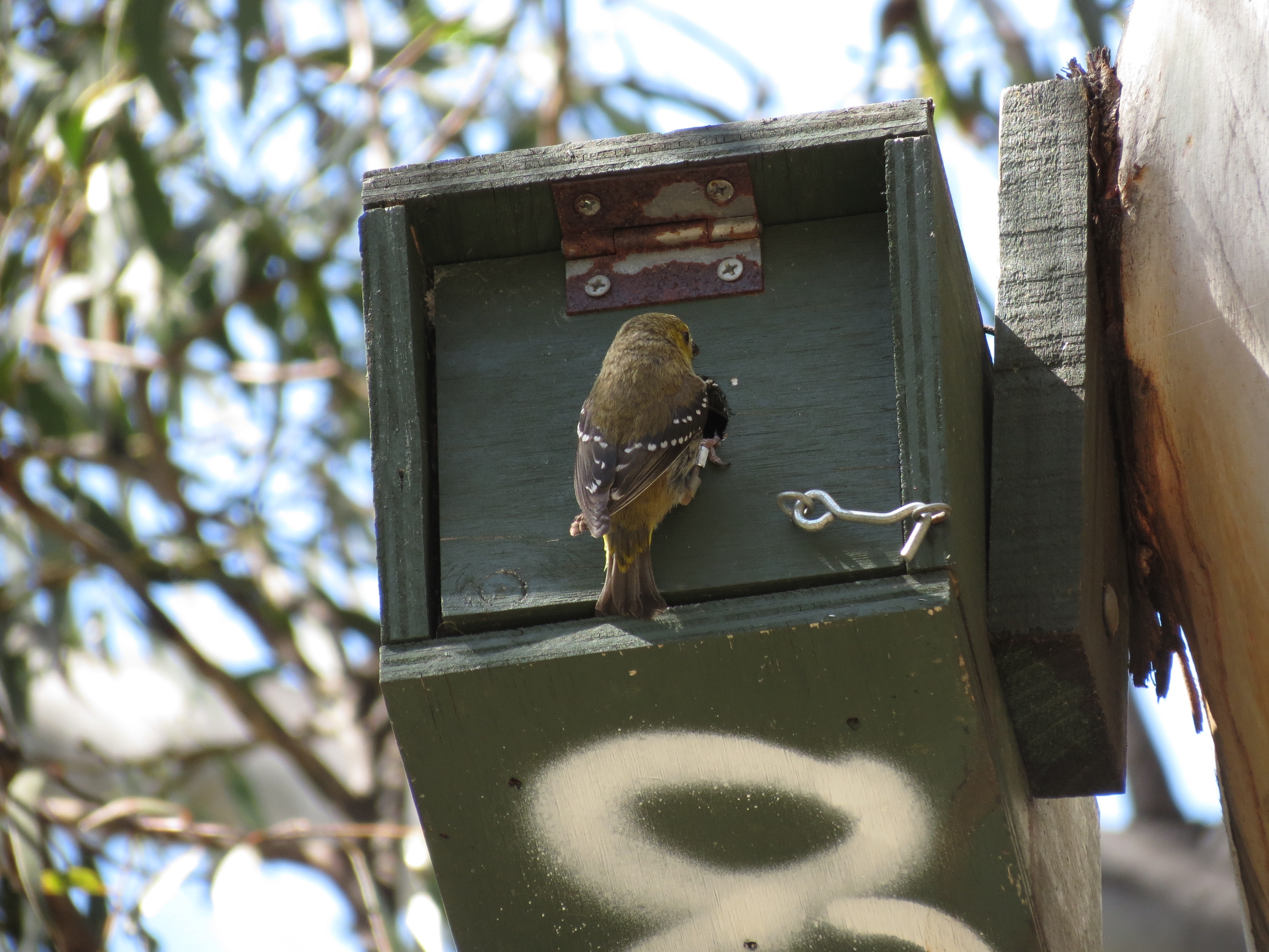Un pardalote de cuarenta manchas se encuentra a la entrada de una caja nido en un árbol.