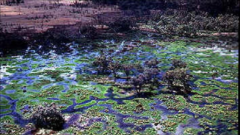 The wetlands of the Macquarie Marshes (Source: Murray Darling Basin Commission)