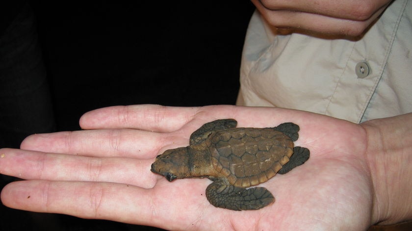 Dead baby loggerhead turtle on rescuer's hand