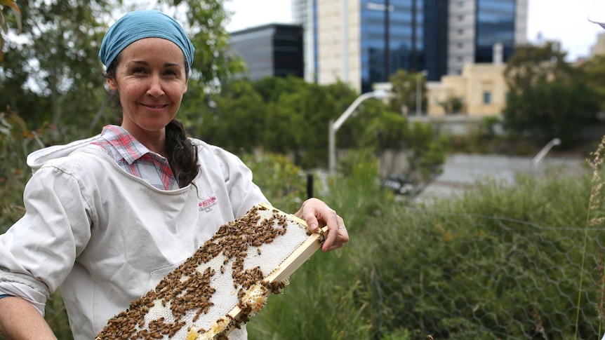 A woman wearing a headscarf holds a frame covered in bees from a hive.