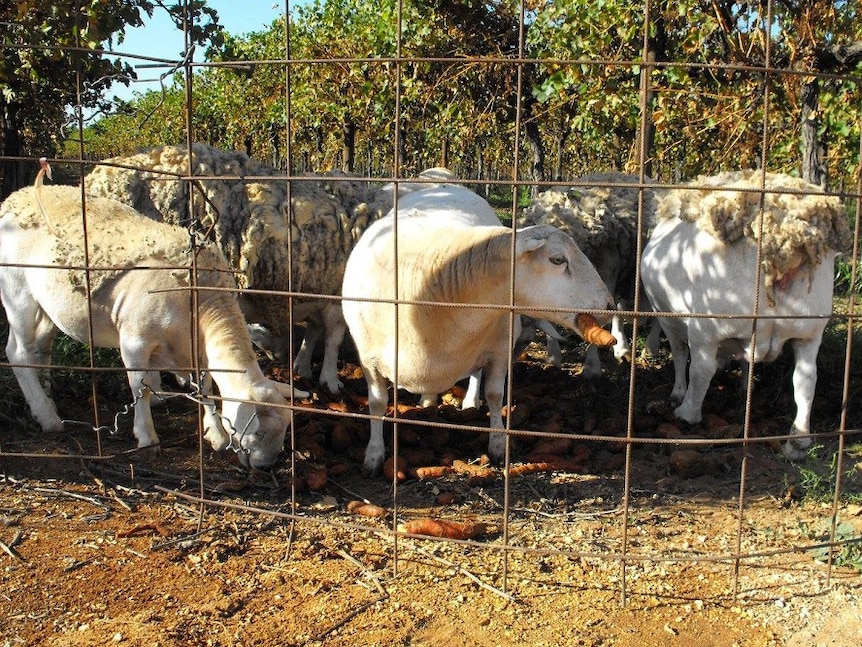 Sheep eating left over sweet potatoes