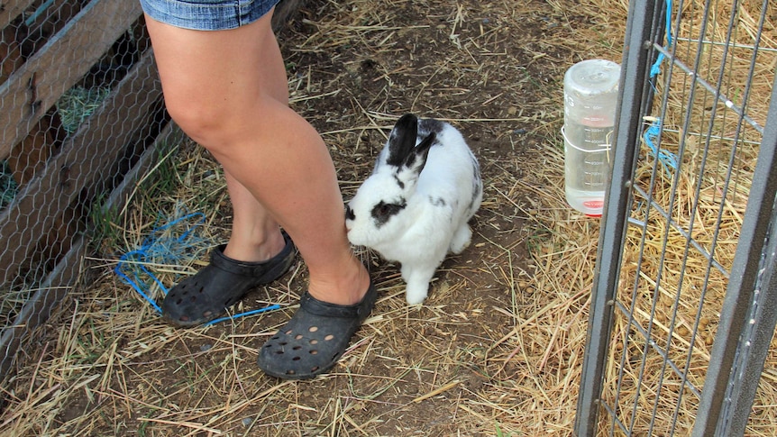 Daphne the rescue rabbit sniffing a leg