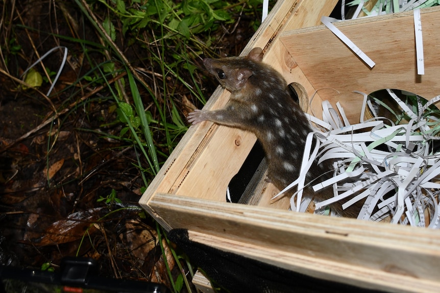 A brown quoll with white spots climbs out of a wooden box filled with shredded paper.