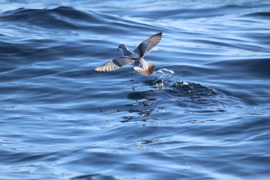 Fairy prion at sea.