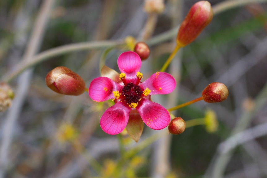 a flower with bright pink petals.