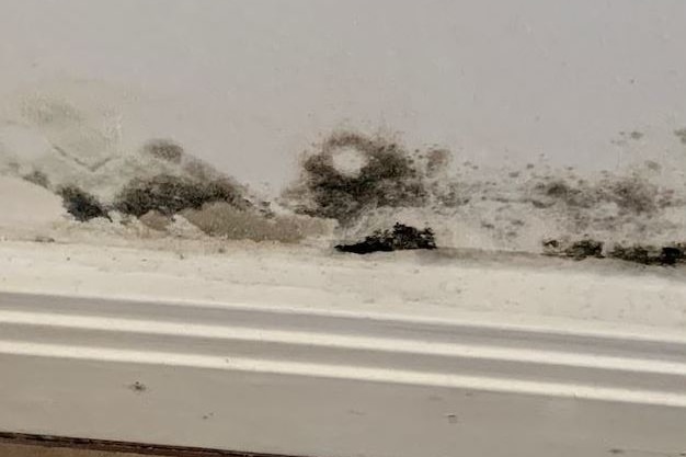 Mould along a skirting board.