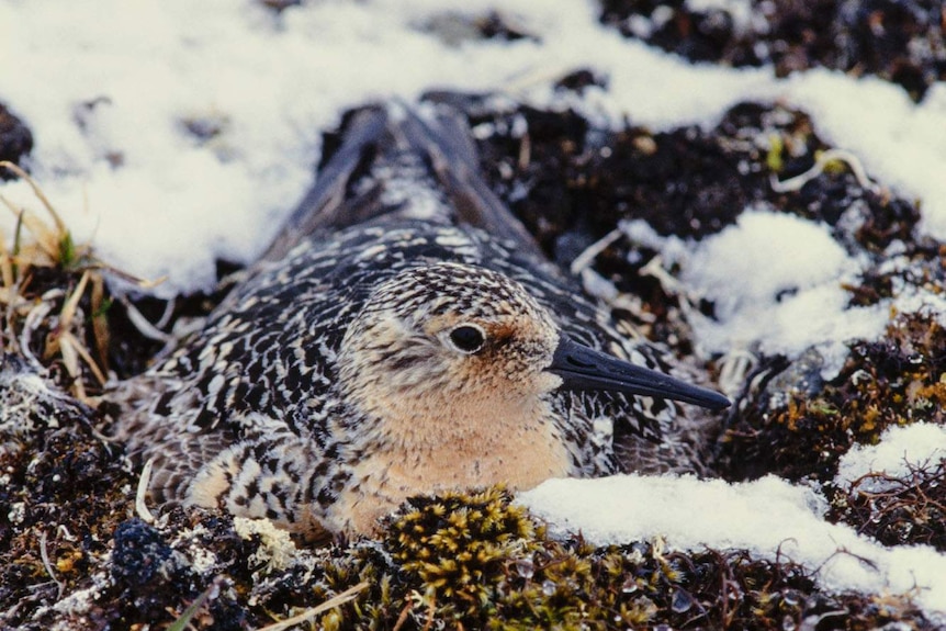 A red knot surrounded by snow at its breeding ground in Siberia.