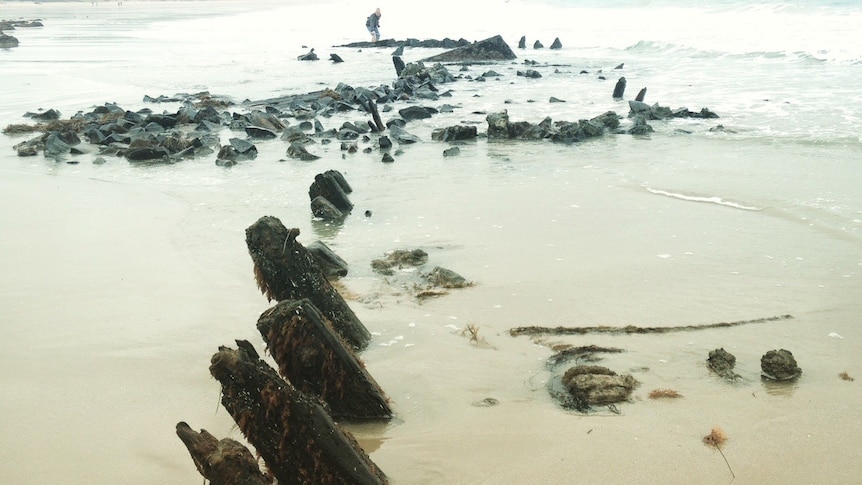 Old ship timbers stick up from beach sand.