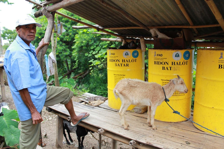 Yellow drums for storing maize with a goat in front, in East Timor