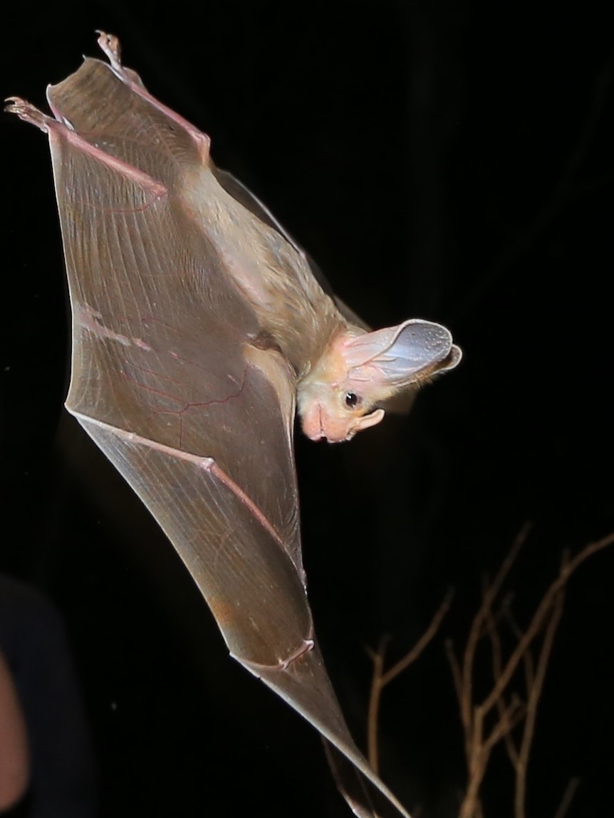 A ghost bat in mid-flight at night