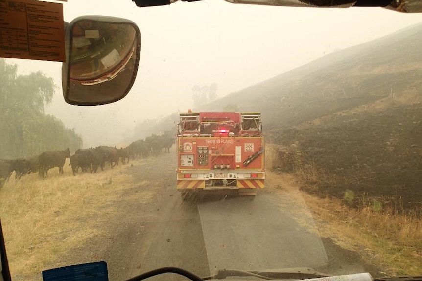 Cows on a road next to a burnt out paddock as fire vehicles drive past.