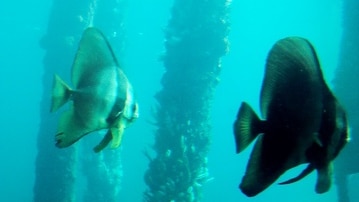 The Roundface batfish has been spotted off the WA coast.