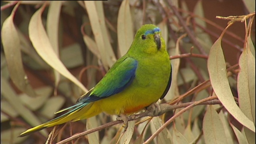 Program boosts endangered orange bellied parrot population