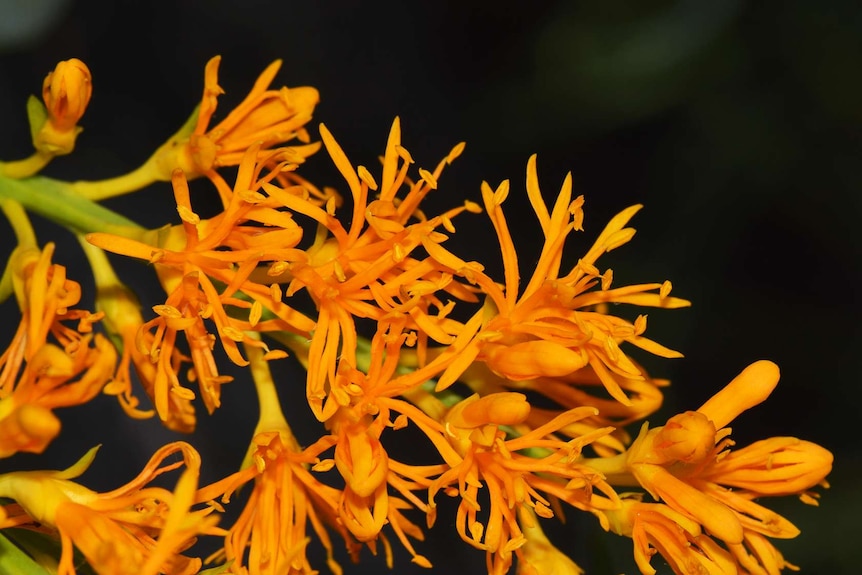 The Western Australian Christmas tree is the world's largest species of mistletoe.