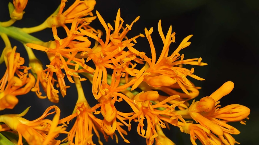 The Western Australian Christmas tree is the world's largest species of mistletoe.