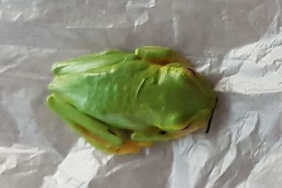 Dainty tree frog lands in Tasmania