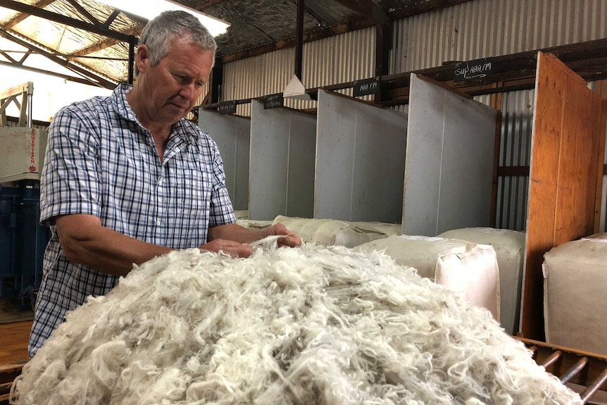 Farmer John Freeman sorting wool in his Briagolong wool shed