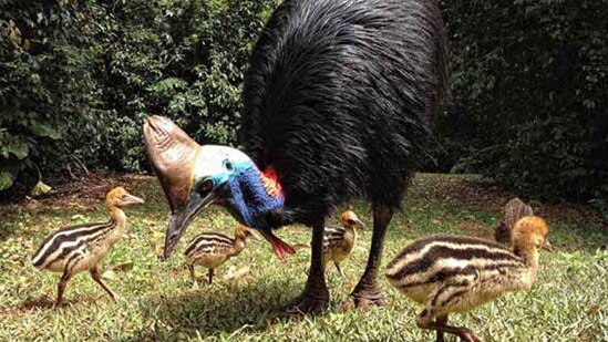 A cassowary with chicks.