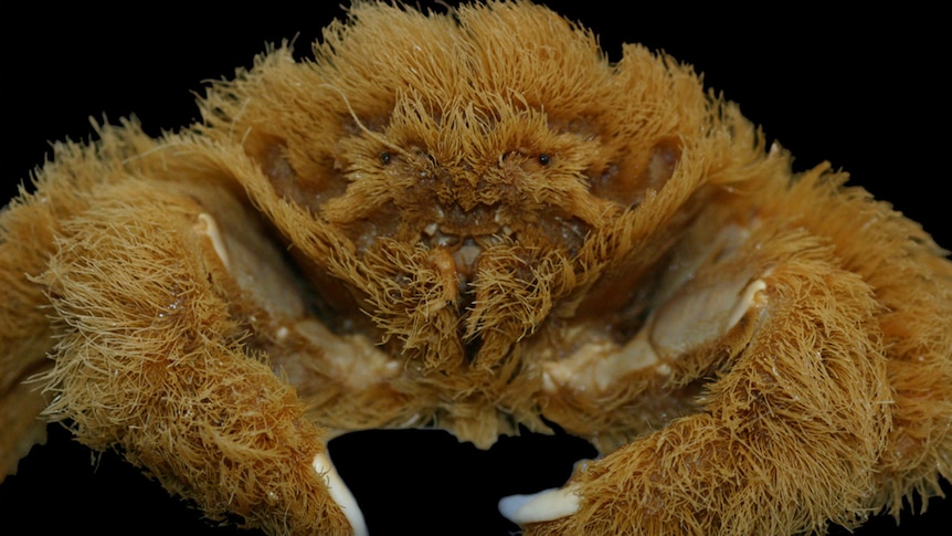 A close-up of a fluffy crab