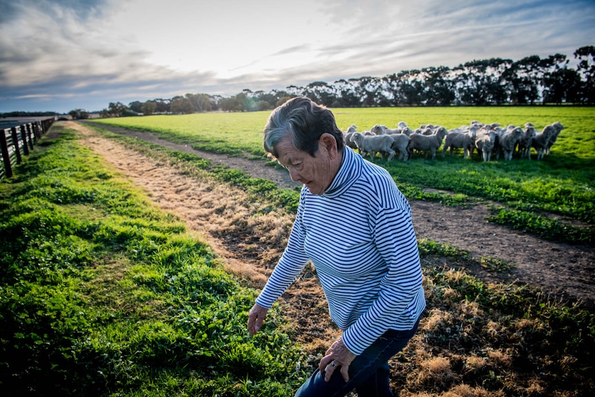 An older woman in a paddock with some sheep in the background.