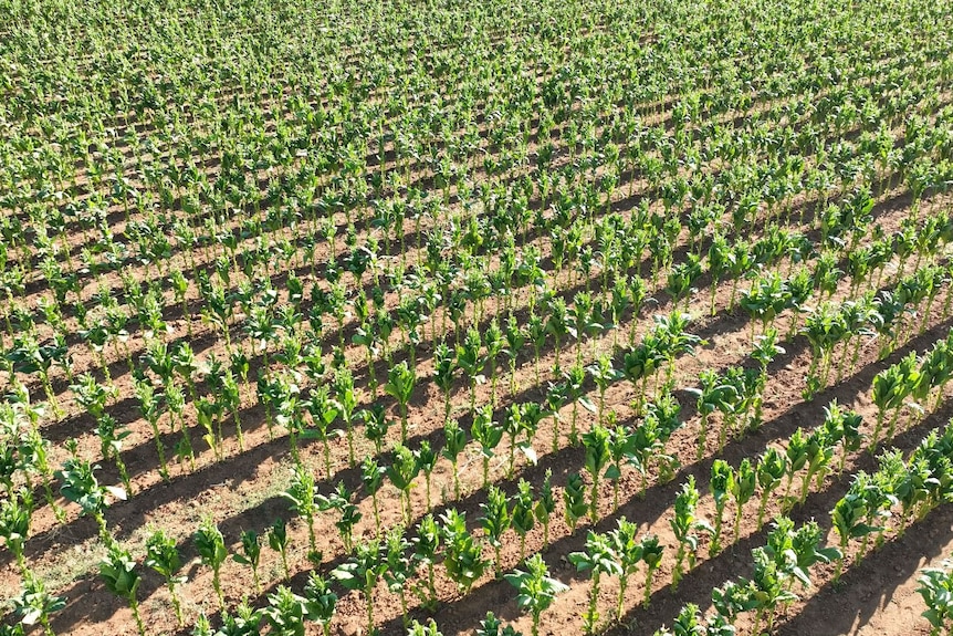 drone shot of tobacco crop