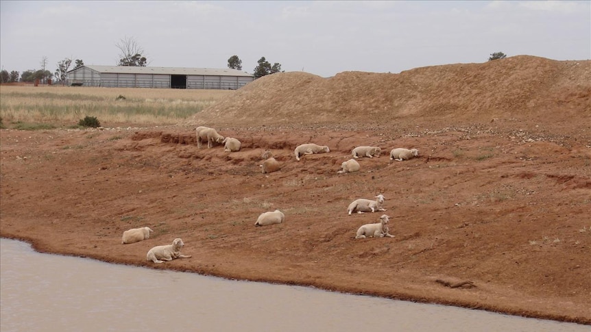 Sheep near dam