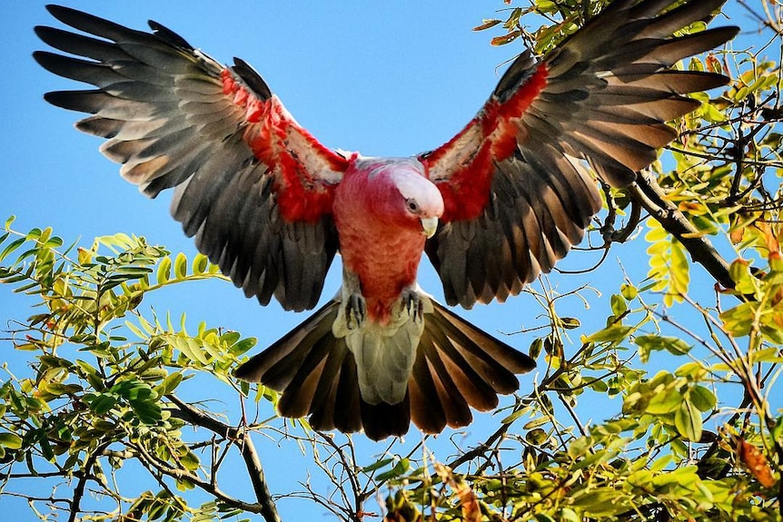 A galah, with wings outstretched, comes in to land on a tree