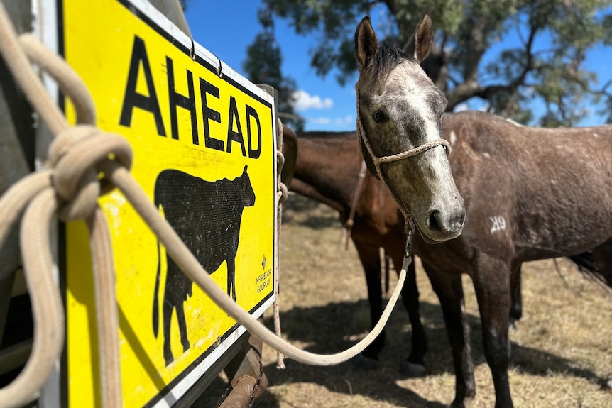 A yellow sign with a cow on it beside a grey horse.