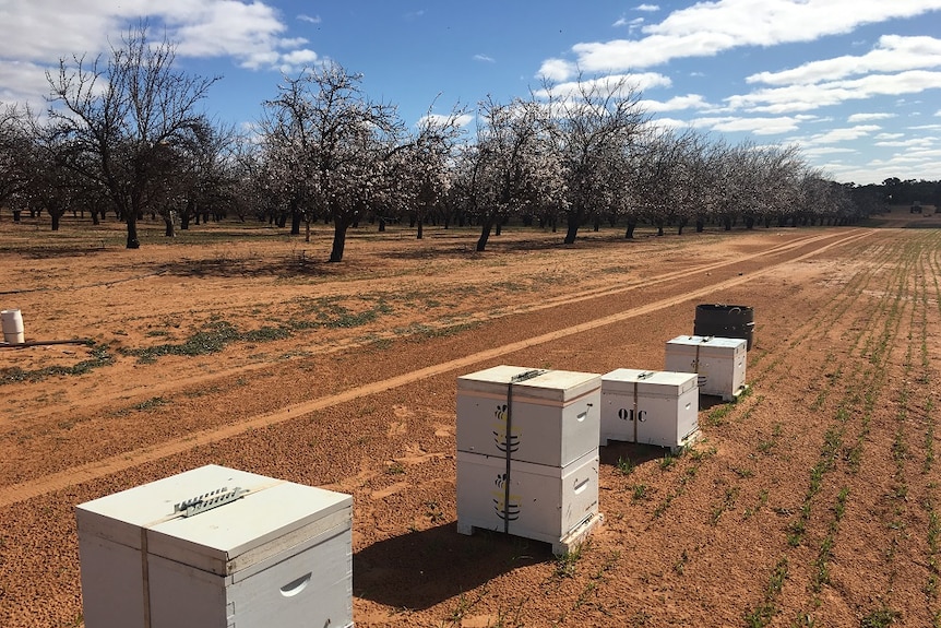 Beehives along a flowering almond orchard in the Riverland