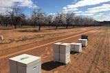 Beehives along a flowering almond orchard in the Riverland