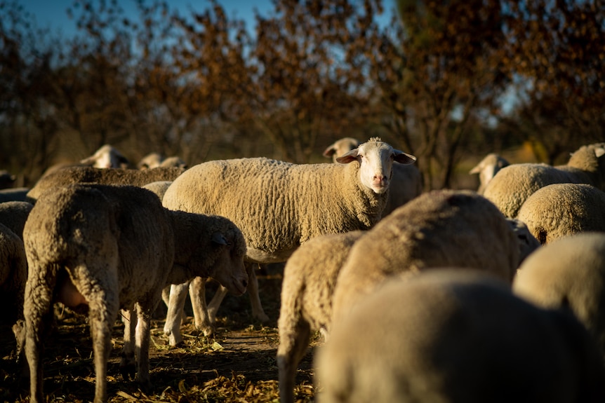 A flock of sheep standing around, one is looking at the camera