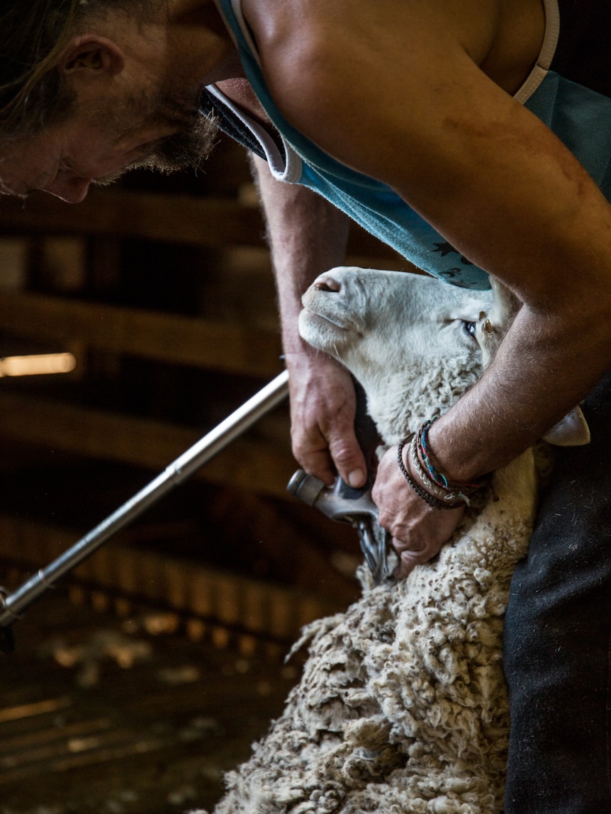 A shearer shears a sheep.