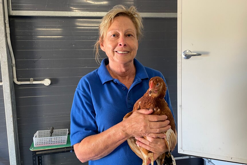 Free Range egg producer holding one of her hens in the barn and smiling 