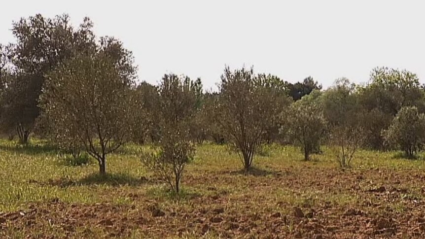 Olive trees at the site of a possible WWI mass grave