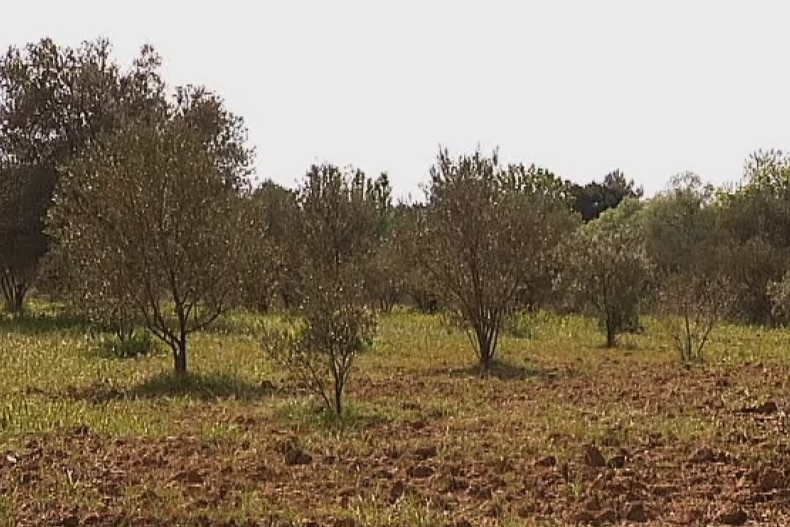 Olive trees at the site of a possible WWI mass grave