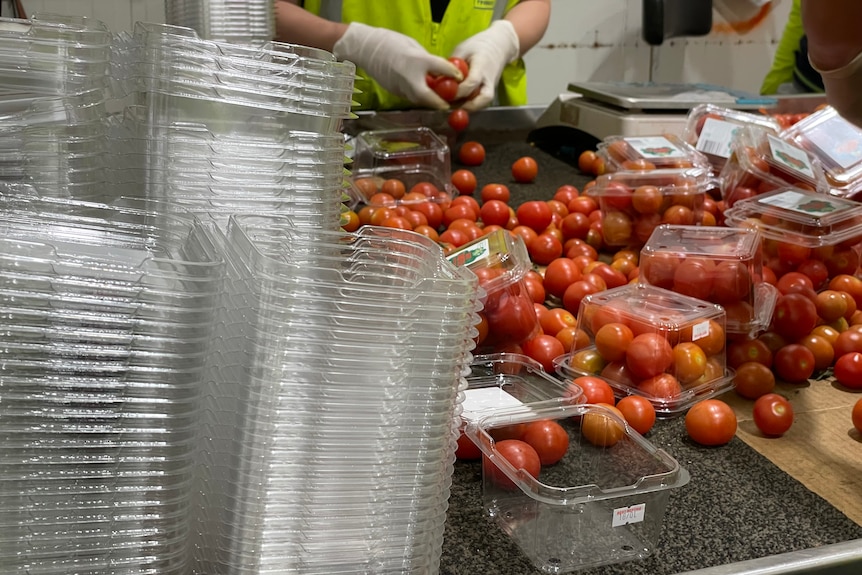 packing cherry tomatoes into plastic punnets 