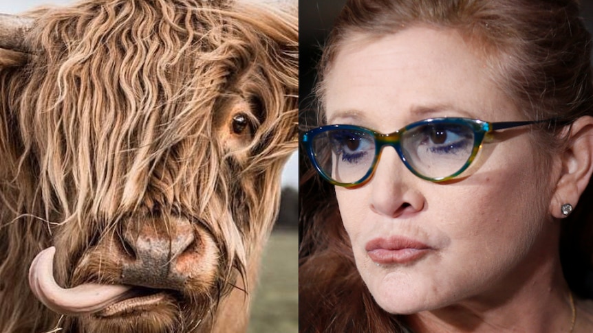 A composite image of a shaggy highland cow and late actress Carrie Fisher.