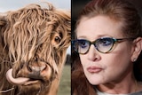 A composite image of a shaggy highland cow and late actress Carrie Fisher.