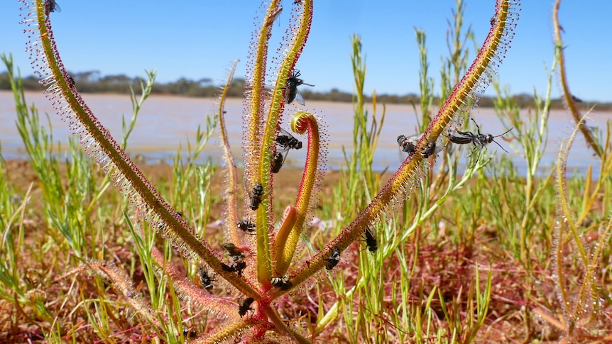 A sundew plant with dozens of flies hanging from it.