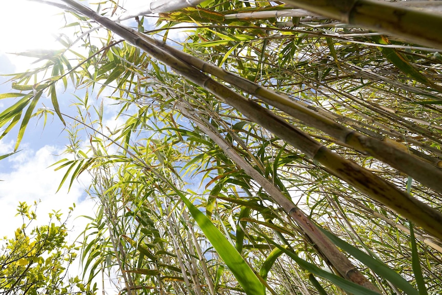 The sun shines down on tall bamboo leaves in the Bokensha garden.