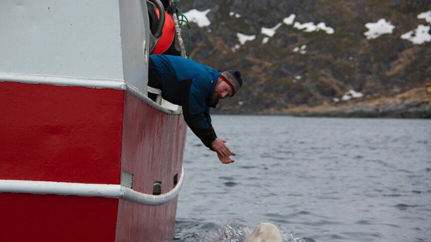 A fisherman leans over the side of a red boat clapping his hands as a whale breaks the waterline beside it.