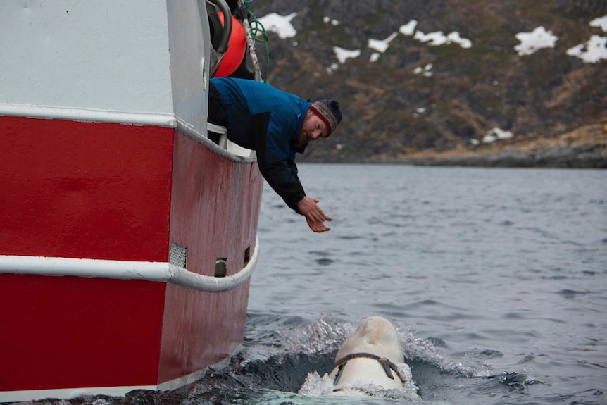 A fisherman leans over the side of a red boat clapping his hands as a whale breaks the waterline beside it.