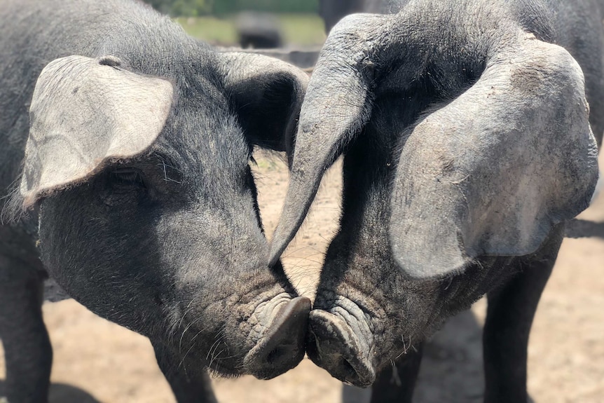 Close up of two Large Black pigs bumping noses