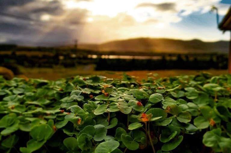 A close-up shot of microgreens with a landscape of hills in the background and sunbeams through clouds.